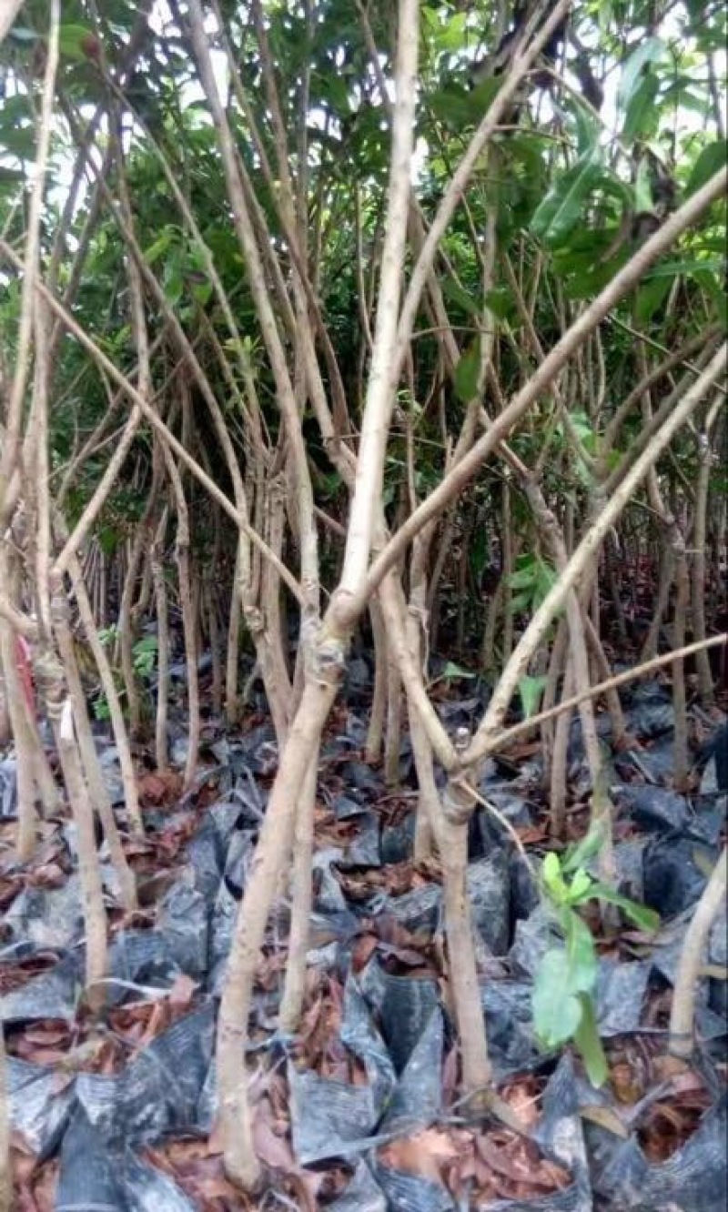红杨梅树苗嫁接苗种植两年挂果产量高0.5～1米