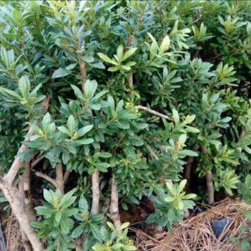 红杨梅树苗嫁接苗种植两年挂果产量高0.5～1米