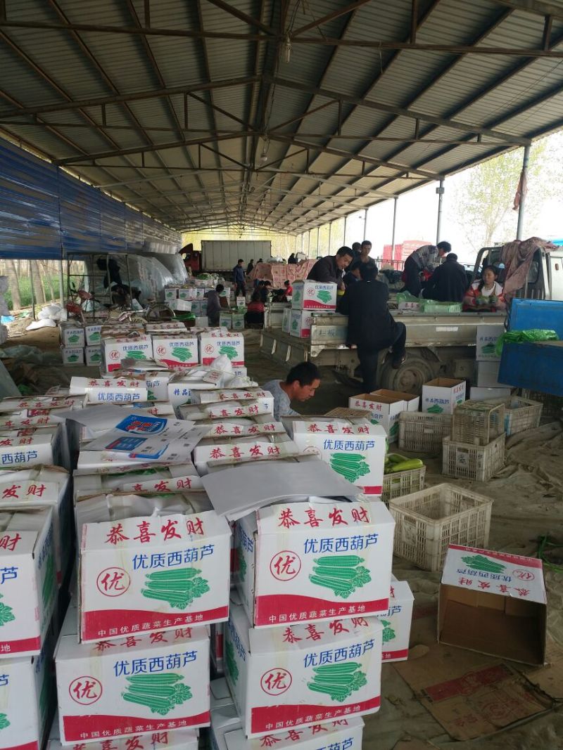紫光圆茄山东圆茄蔬菜产区超市配车团购集采代收代发