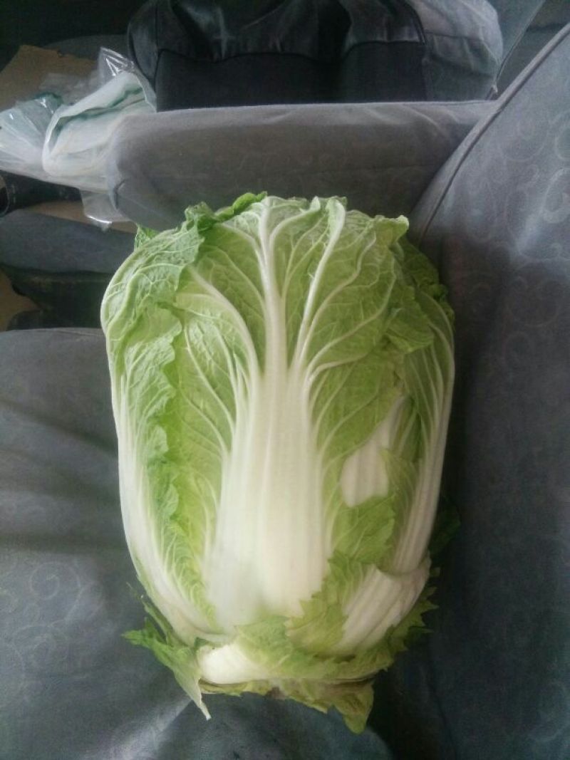 诚信代收，山东聊城，刘宪争，菊锦白菜毛菜7斤以上