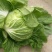 诚信代收，山东聊城，刘宪争，菊锦白菜毛菜7斤以上