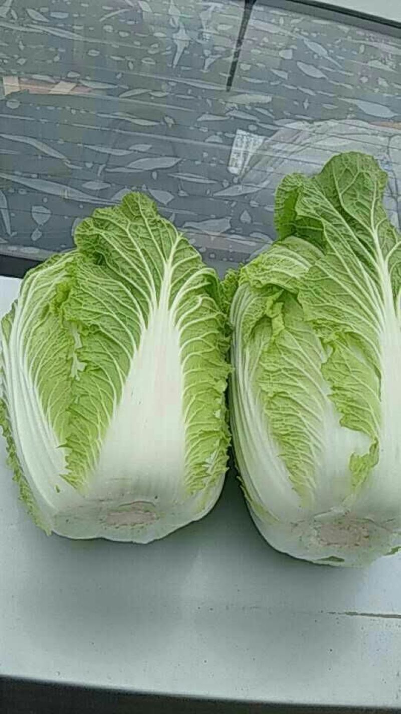 诚信代收，山东聊城，刘宪争，菊锦白菜毛菜7斤以上