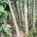 芒果苗1.5~1.8m