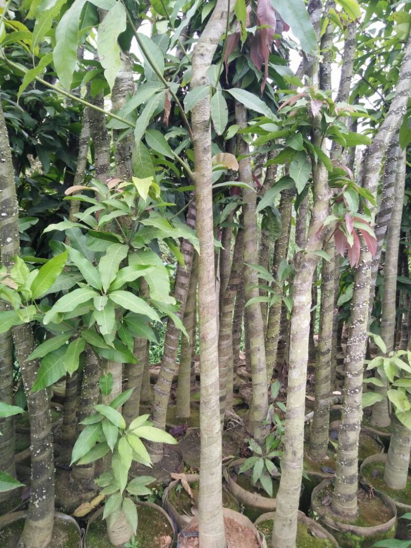 芒果苗1.5~1.8m