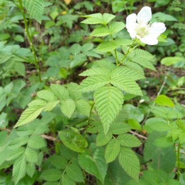 树莓苗10~30cm