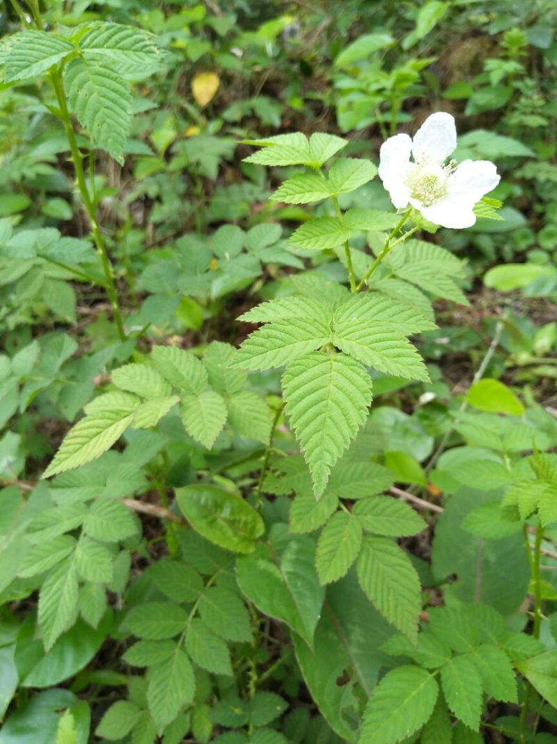 树莓苗10~30cm