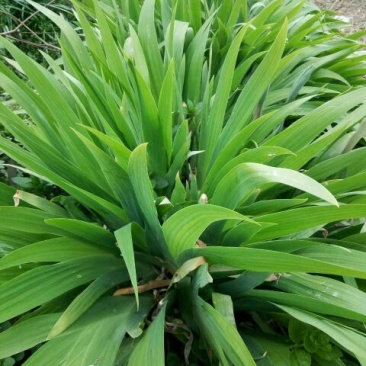 蝴蝶兰苗20~30cm