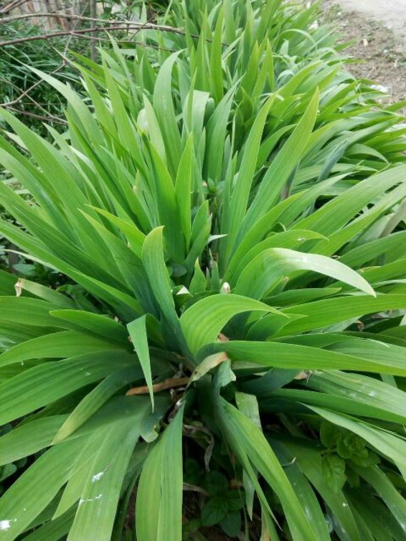 蝴蝶兰苗20~30cm