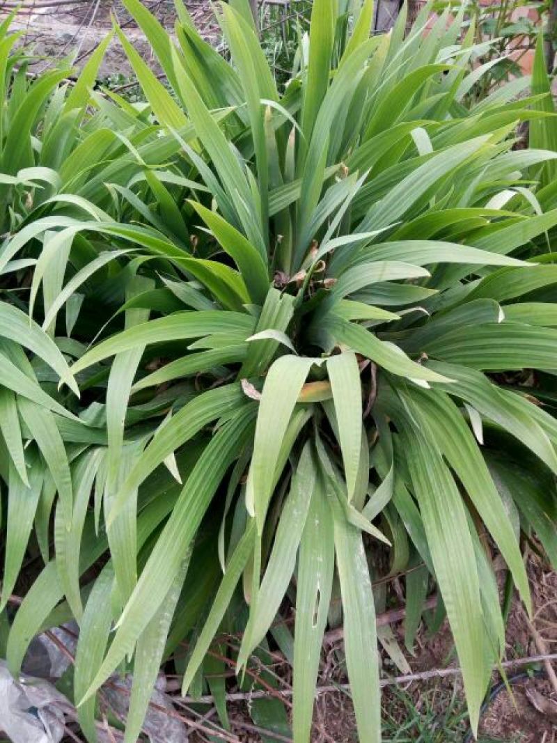 蝴蝶兰苗20~30cm