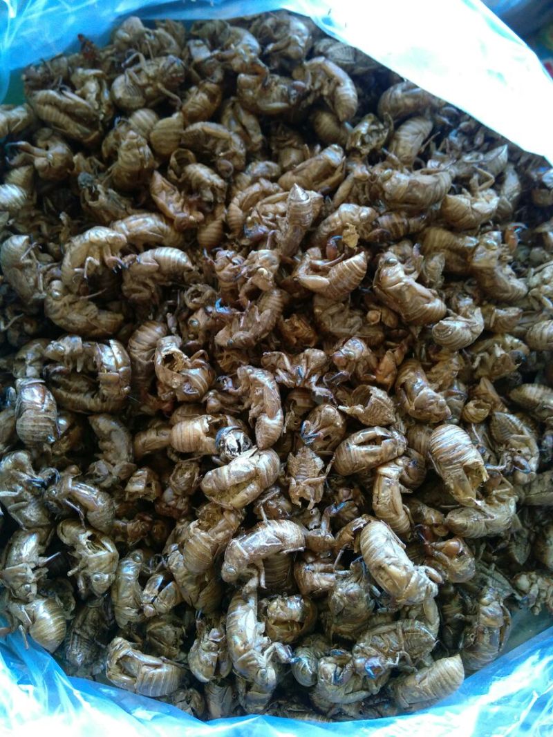 蝉蜕河北自然腿干货1斤起包邮量大从优