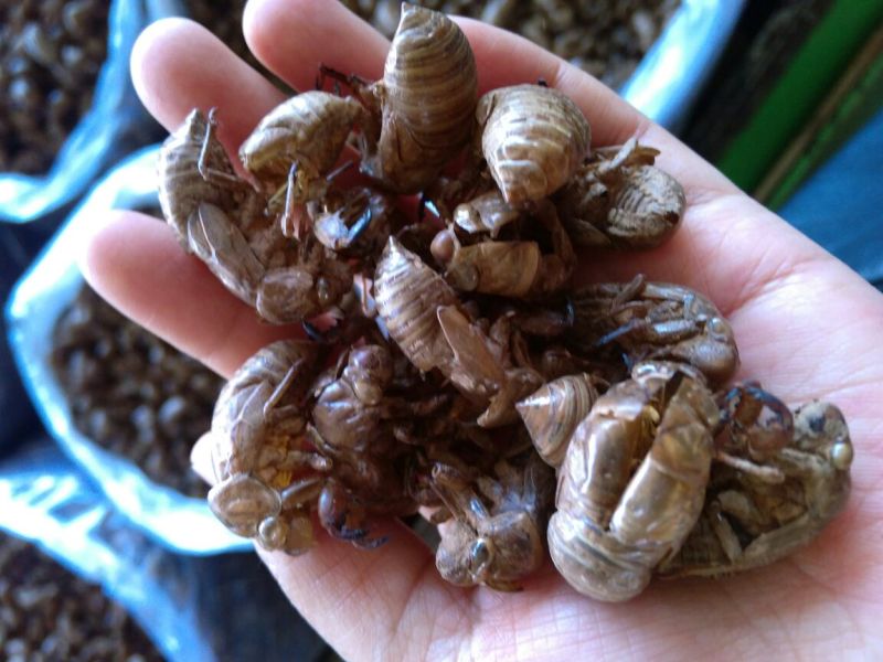 蝉蜕河北自然腿干货1斤起包邮量大从优