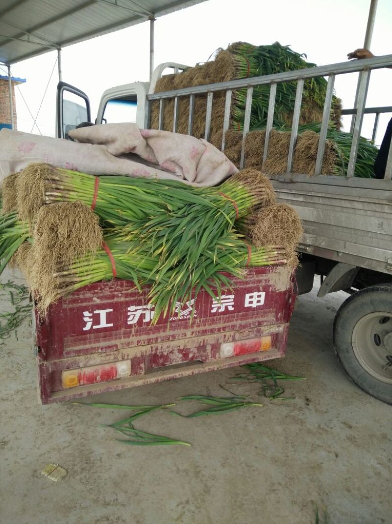 红根蒜苗45~50cm基地发货质量保证全国发货