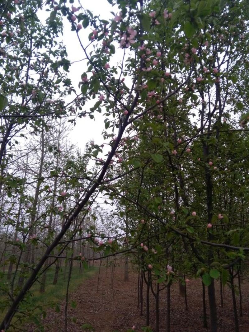 木瓜树261~300cm