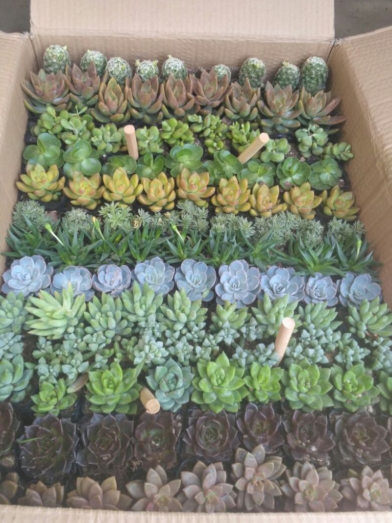 多肉植物含盆