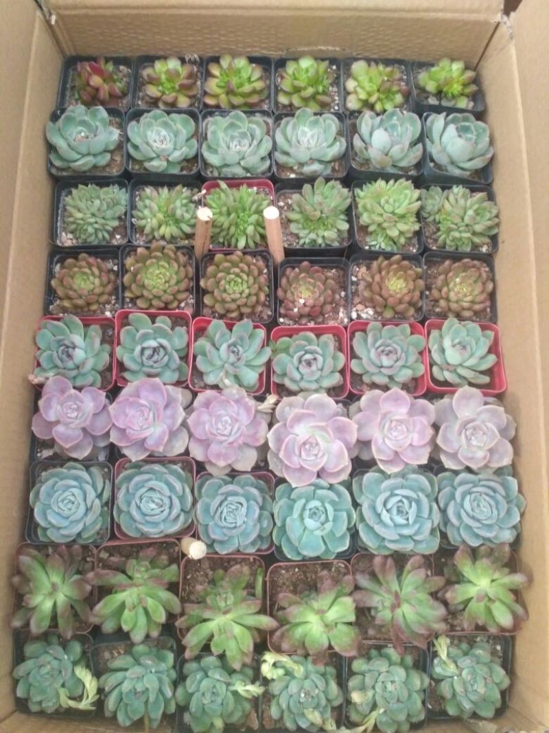 多肉植物含盆