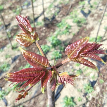 优质红油香椿苗自家种植规格齐全80cm以上