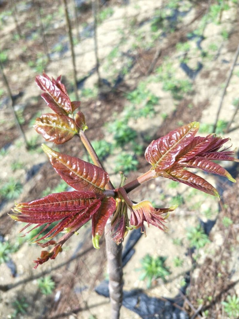 优质红油香椿苗自家种植规格齐全80cm以上