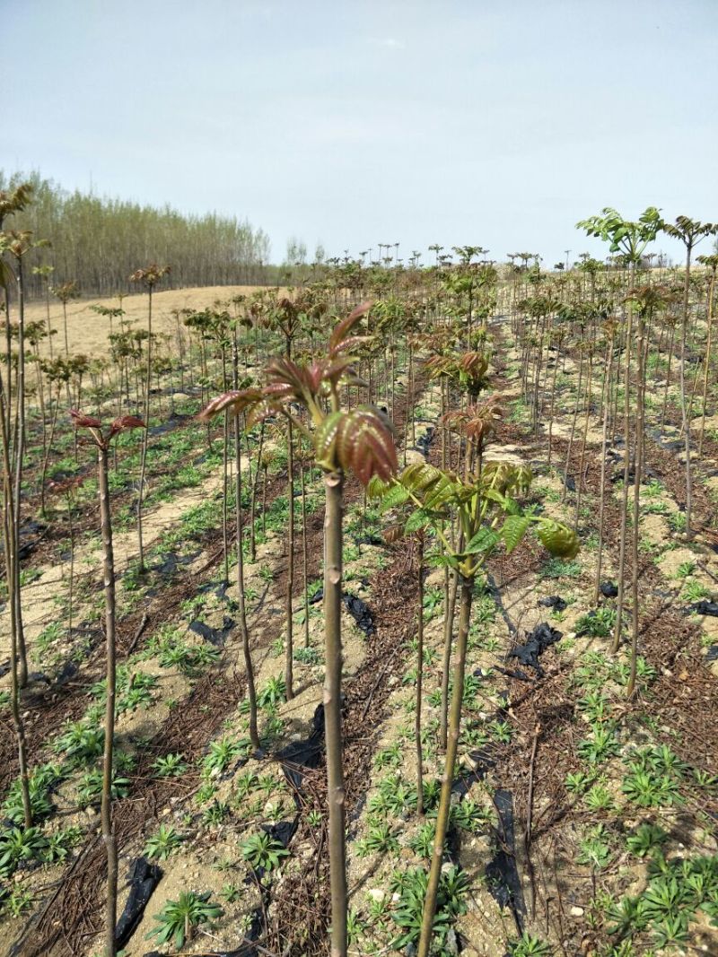 优质红油香椿苗自家种植规格齐全80cm以上