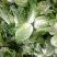 大白菜7斤以上毛菜