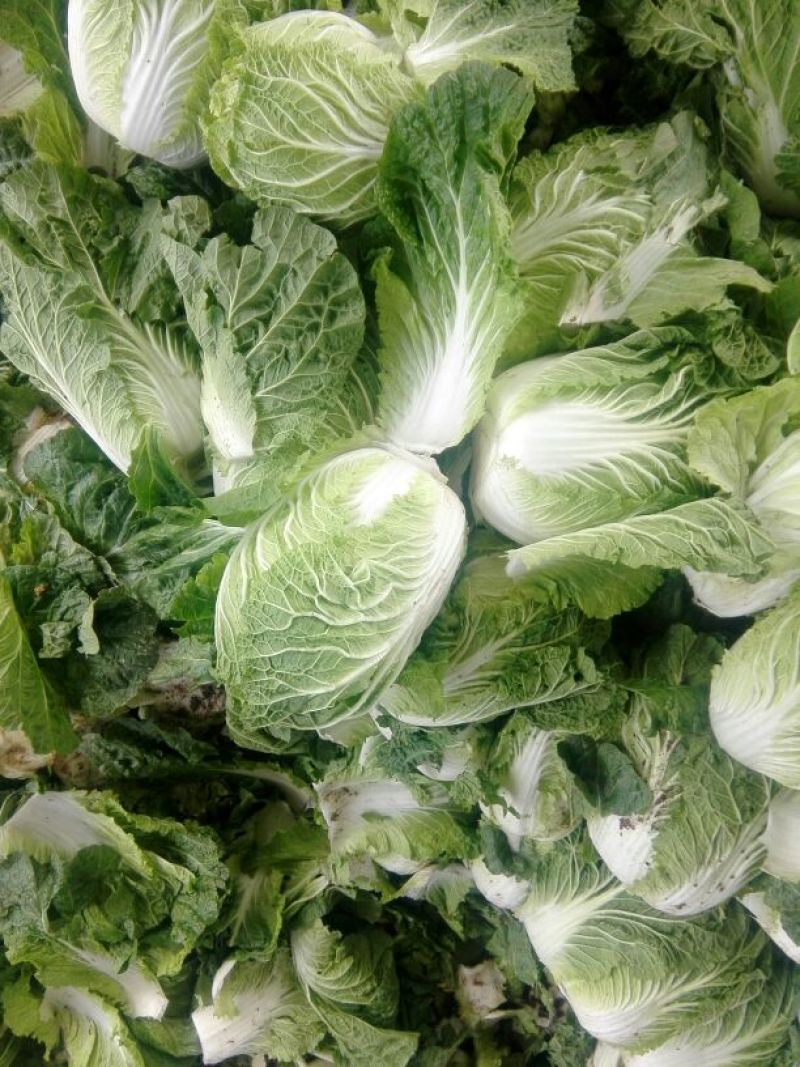 大白菜7斤以上毛菜