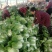 大白菜7斤以上毛菜