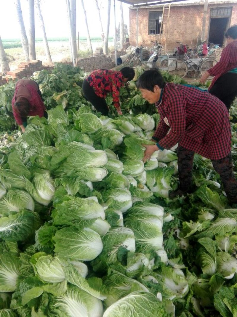 大白菜7斤以上毛菜