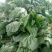 大白菜7斤以上毛菜