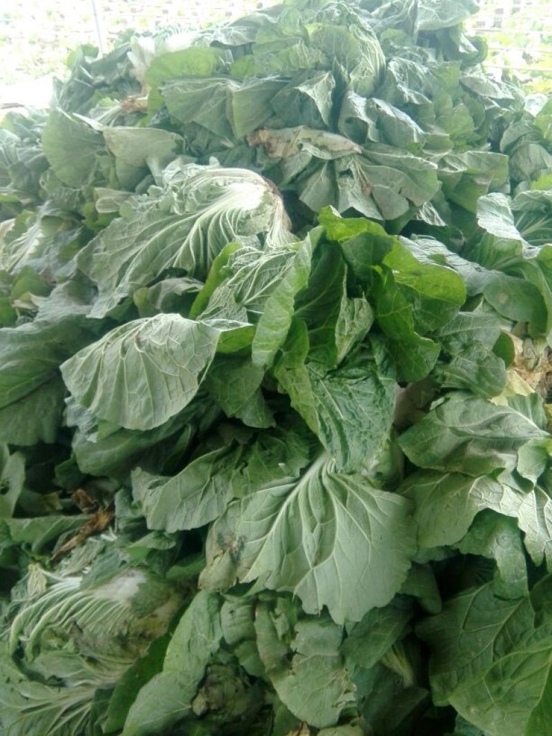 大白菜7斤以上毛菜