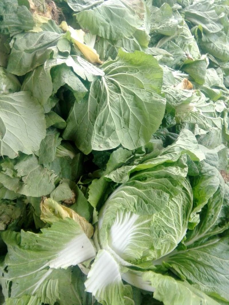 大白菜7斤以上毛菜