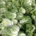 大白菜7斤以上毛菜
