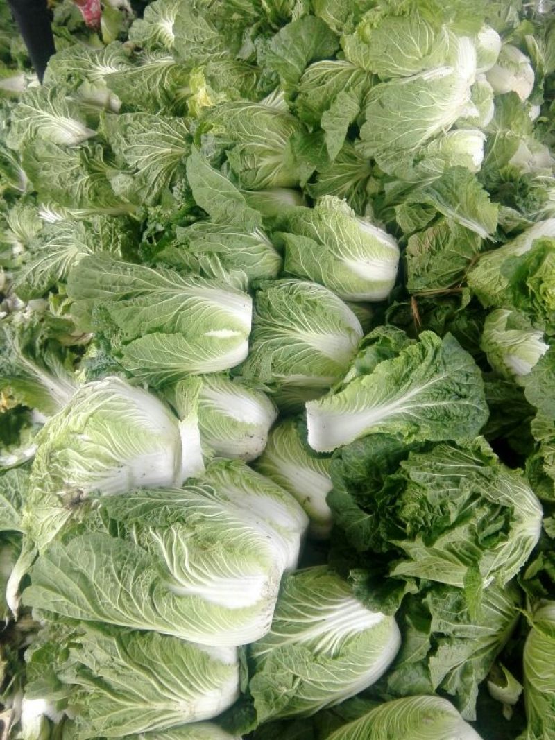 大白菜7斤以上毛菜