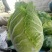 大白菜7斤以上毛菜