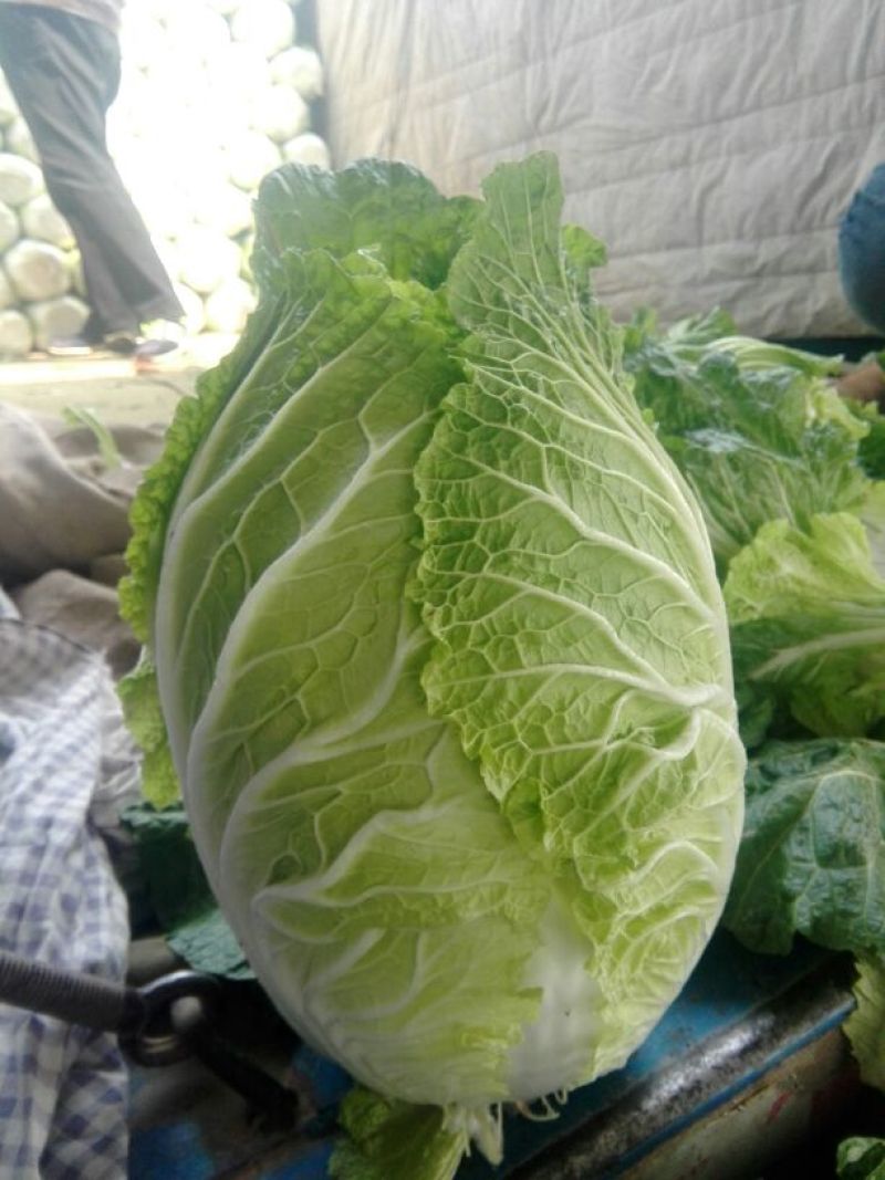 大白菜7斤以上毛菜