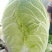 大白菜7斤以上毛菜