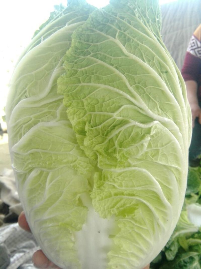大白菜7斤以上毛菜