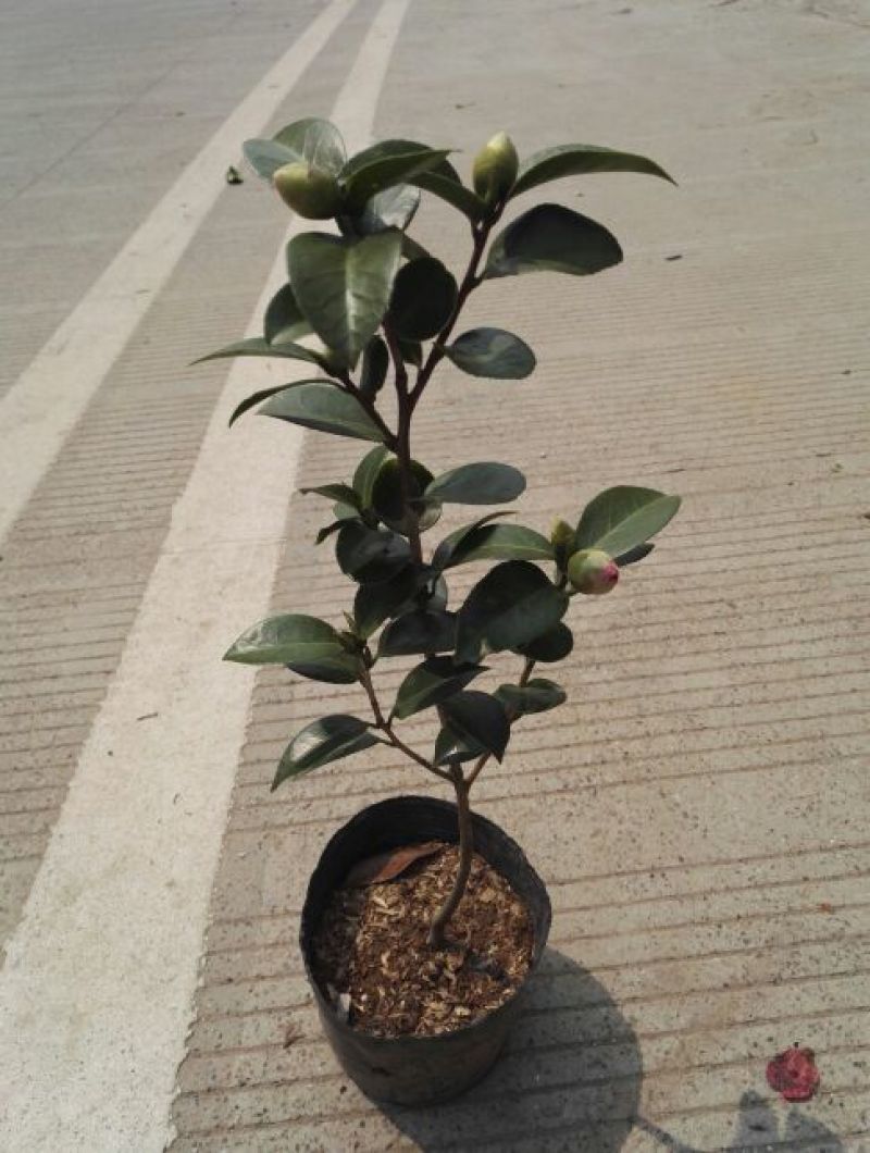 茶花苗赤丹状元红红牡丹六角红十八学士