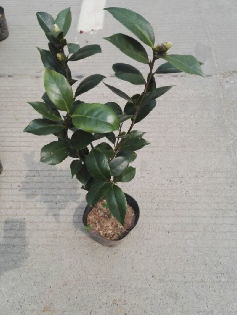 茶花苗赤丹状元红红牡丹六角红十八学士