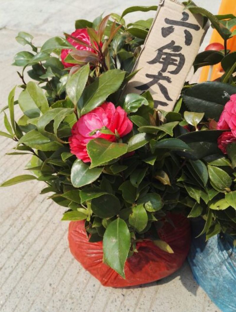 茶花苗赤丹状元红红牡丹六角红十八学士