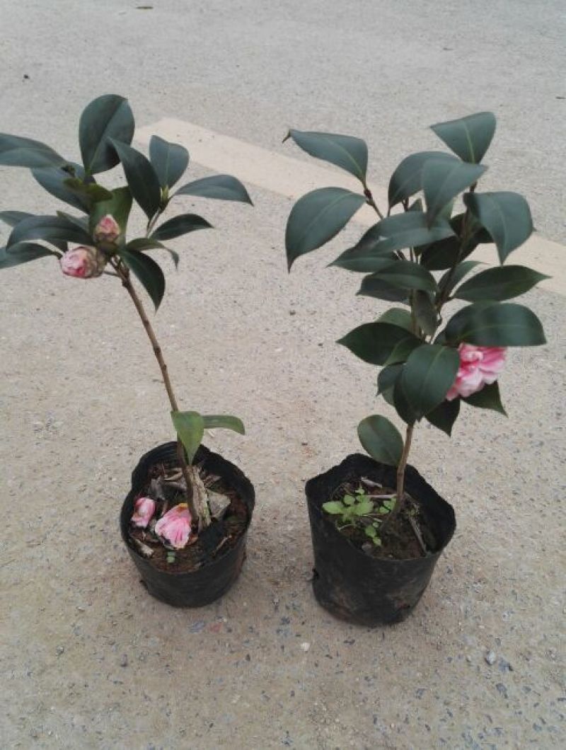 茶花苗赤丹状元红红牡丹六角红十八学士