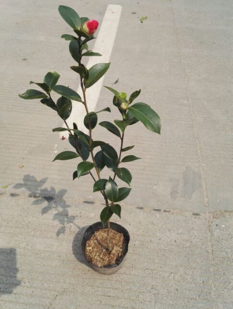 茶花苗赤丹状元红红牡丹六角红十八学士