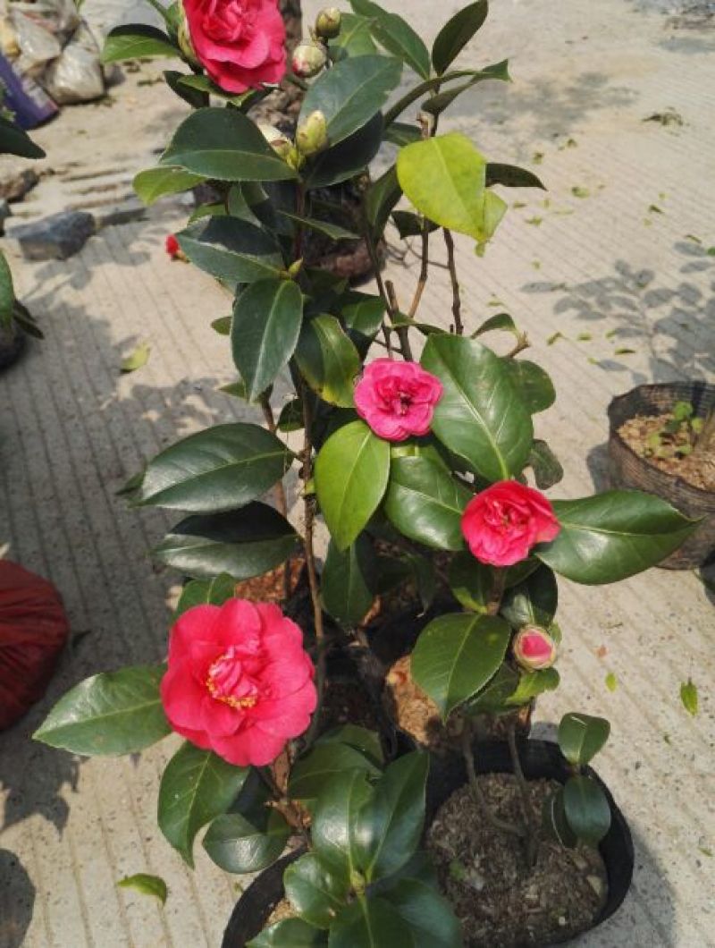 茶花苗赤丹状元红红牡丹六角红十八学士