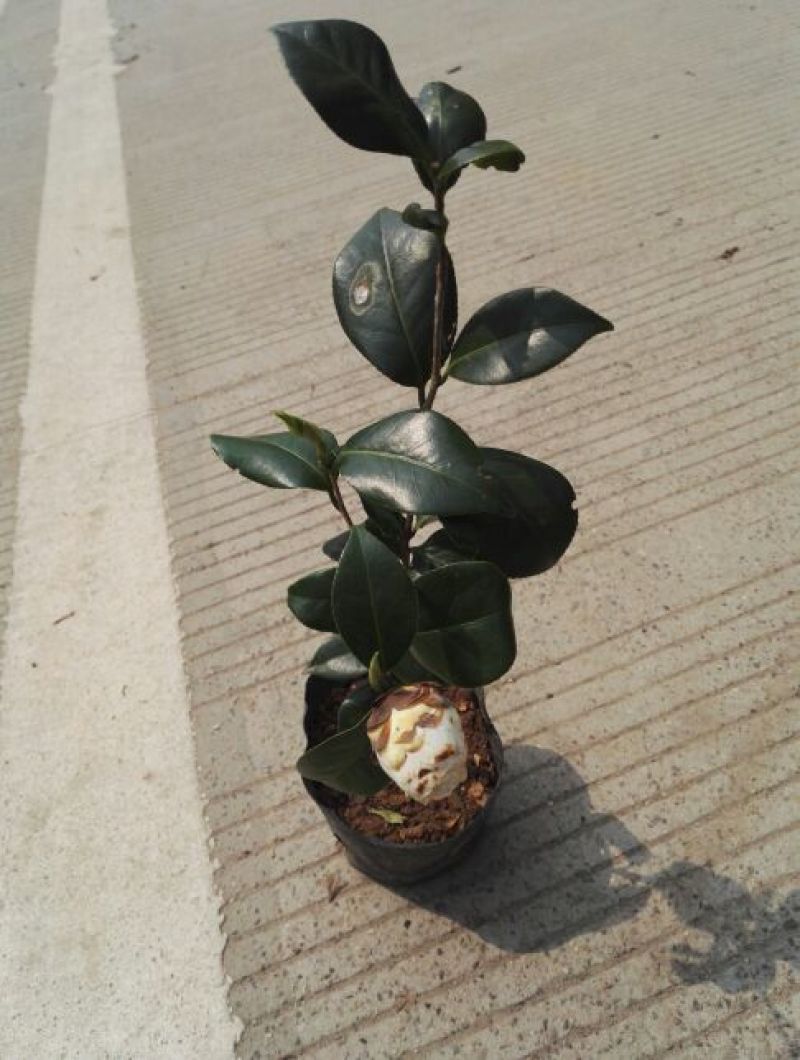 茶花苗赤丹状元红红牡丹六角红十八学士