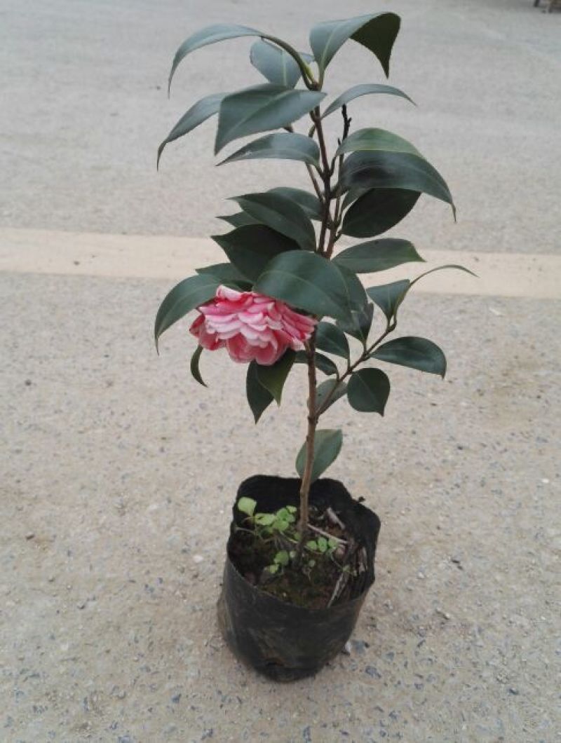 茶花苗赤丹状元红红牡丹六角红十八学士