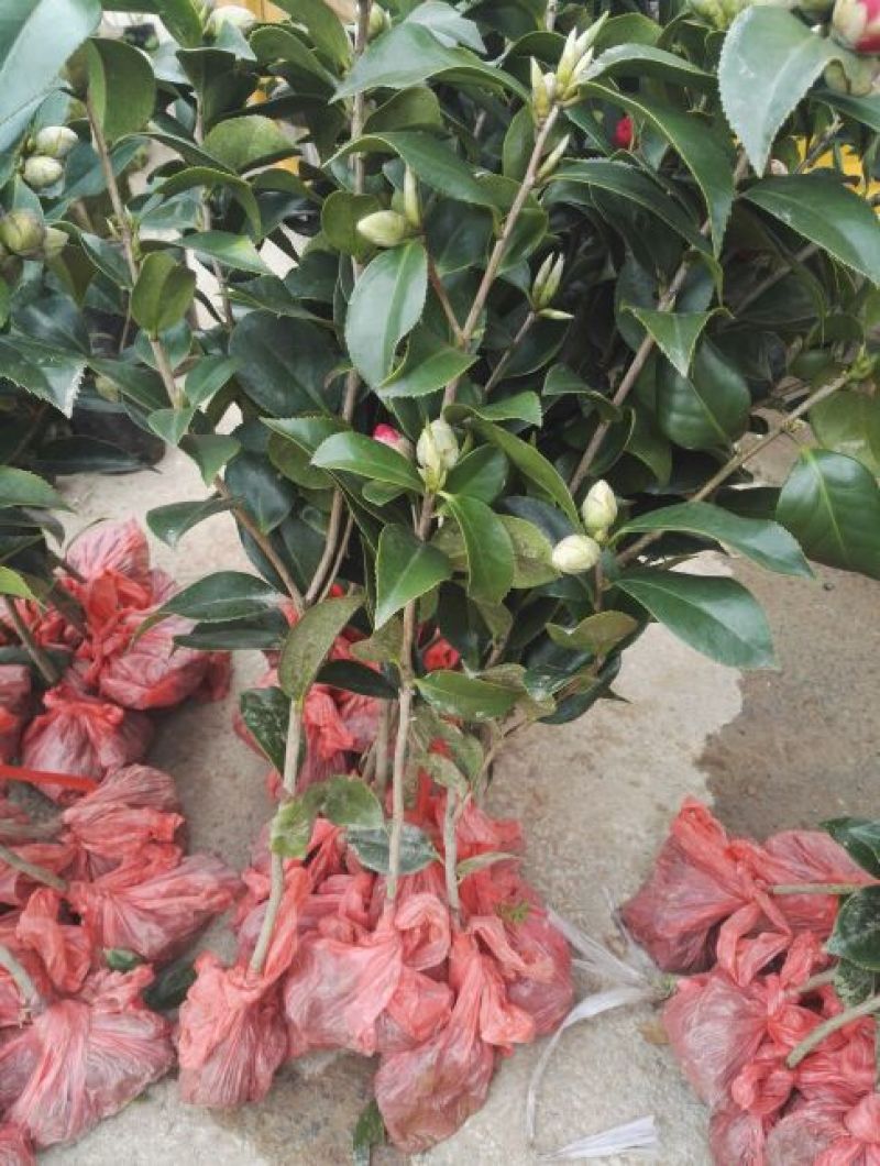 茶花苗赤丹状元红红牡丹六角红十八学士