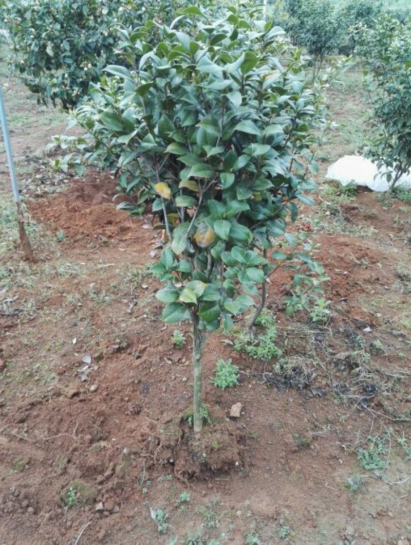 茶花苗赤丹状元红红牡丹六角红十八学士