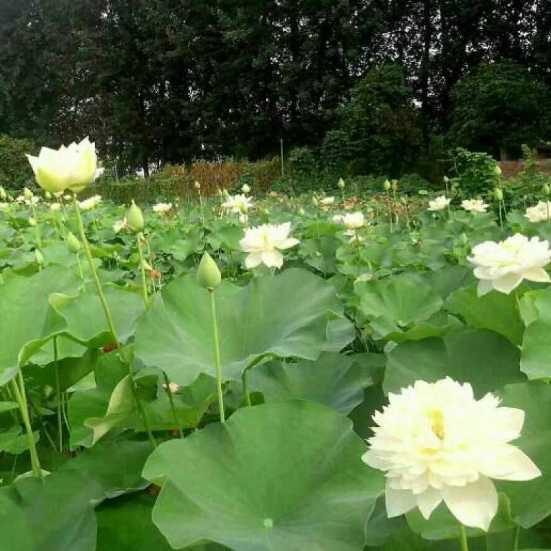 荷花50~60cm