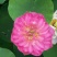 荷花50~60cm