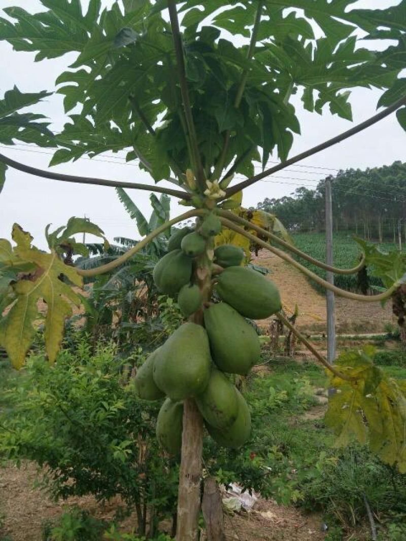 木瓜树苗10~20cm