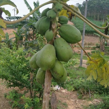木瓜树苗10~20cm