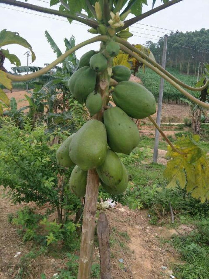 木瓜树苗10~20cm